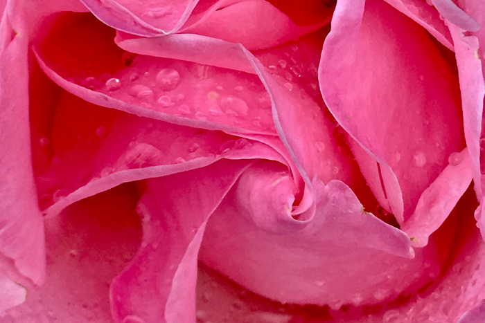 Pink rose image